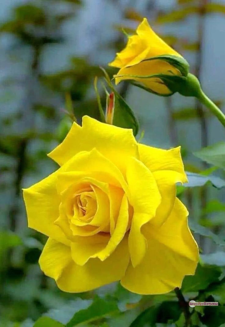 3300+ Beautiful Rose Flowers Image | Rose Flower HD Pic Download | 104 yellow rose photo -(5)
