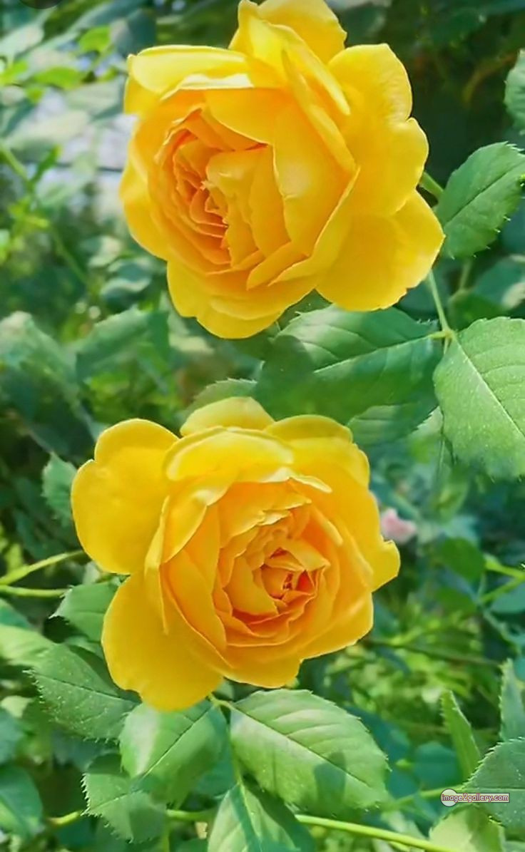 3300+ Beautiful Rose Flowers Image | Rose Flower HD Pic Download | 856 yellow rose photo -(6)