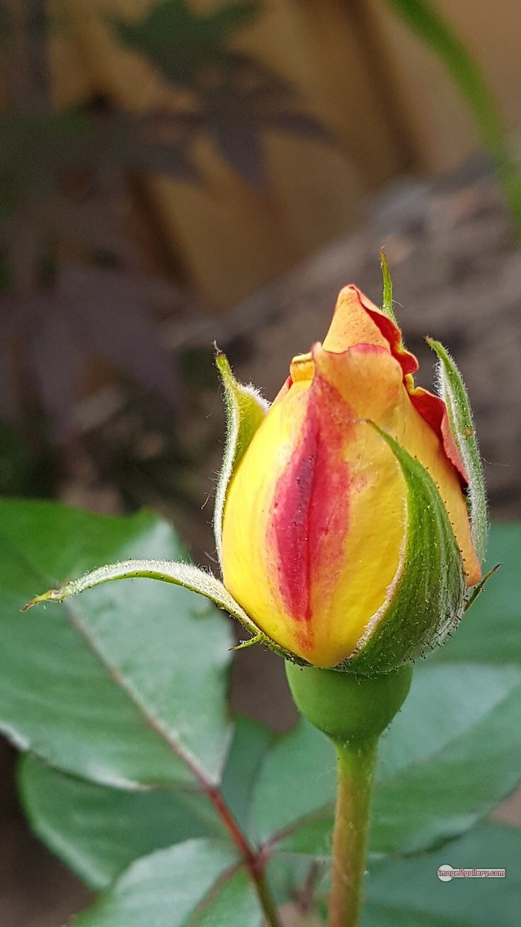 3300+ Beautiful Rose Flowers Image | Rose Flower HD Pic Download | 160 yellow rose photo -(8)