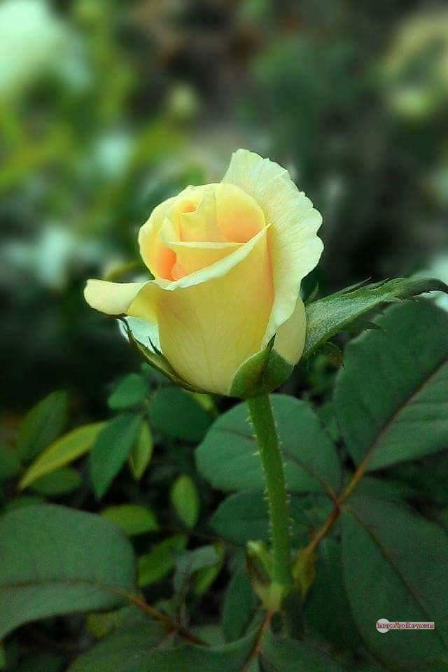 3300+ Beautiful Rose Flowers Image | Rose Flower HD Pic Download | 1736 yellow rose photo -(9)