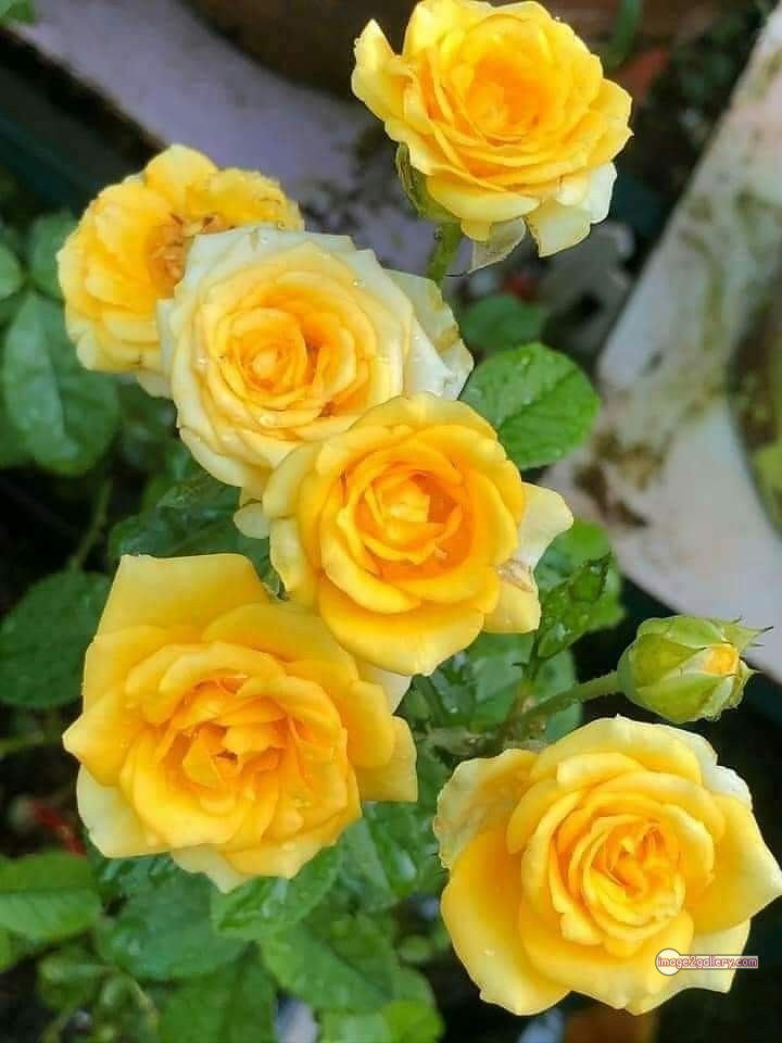 3300+ Beautiful Rose Flowers Image | Rose Flower HD Pic Download | 1998 yellow rose plant -