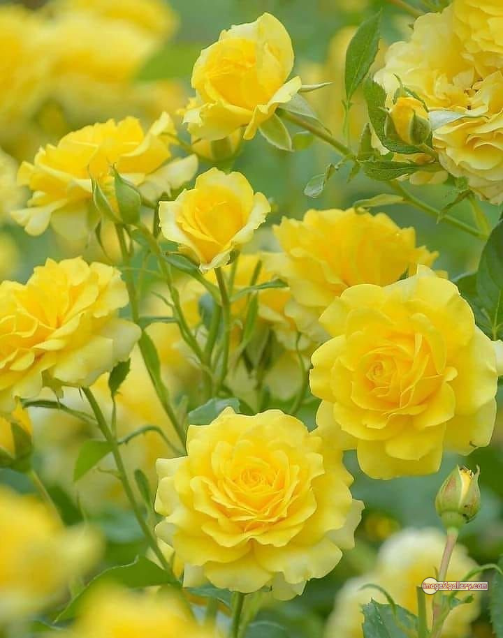 3300+ Beautiful Rose Flowers Image | Rose Flower HD Pic Download | 1839 yellow rose plant -(1)