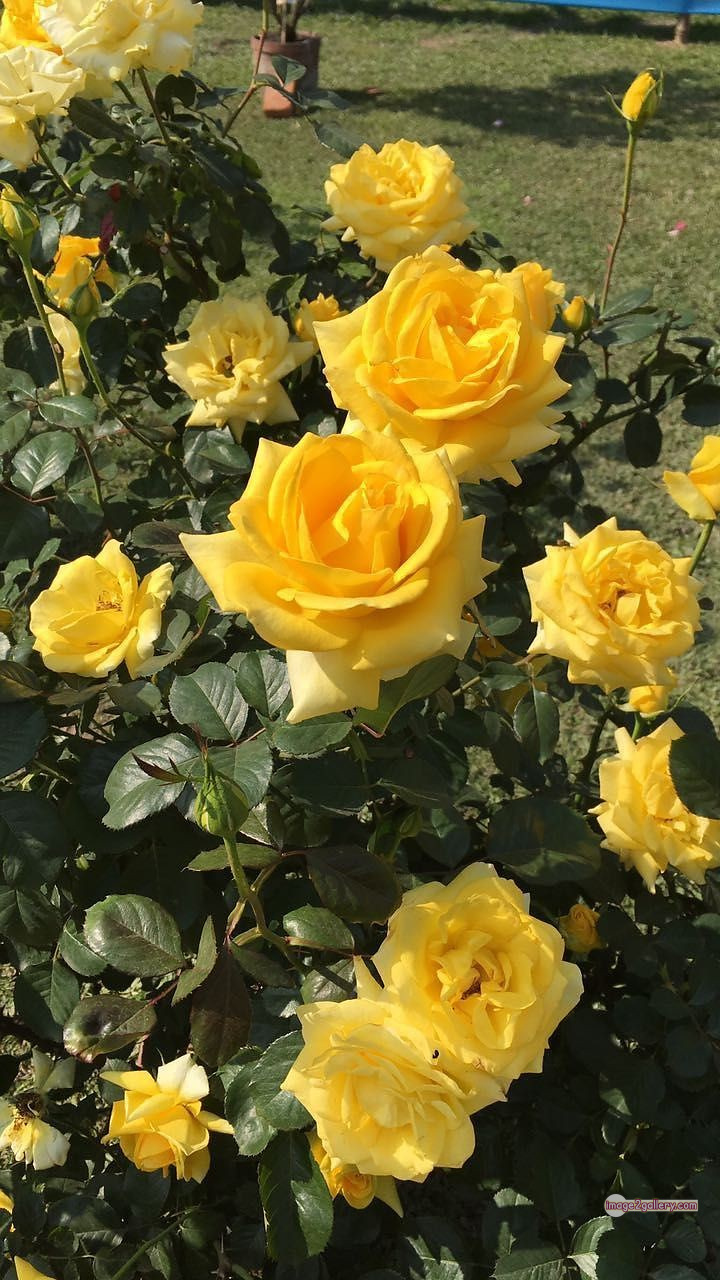 3300+ Beautiful Rose Flowers Image | Rose Flower HD Pic Download | 1961 yellow rose plant -(13)