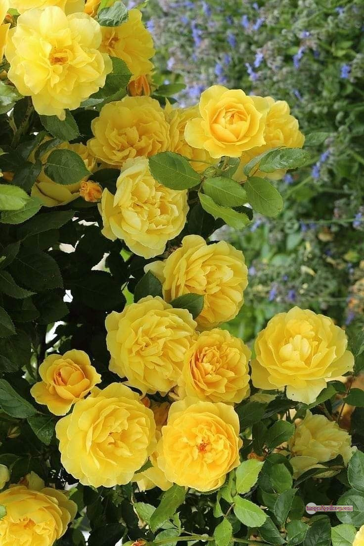 3300+ Beautiful Rose Flowers Image | Rose Flower HD Pic Download | 1939 yellow rose plant -(14)