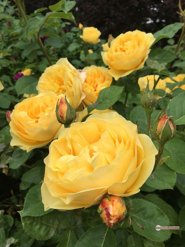 3300+ Beautiful Rose Flowers Image | Rose Flower HD Pic Download | 1999 yellow rose plant -(15)