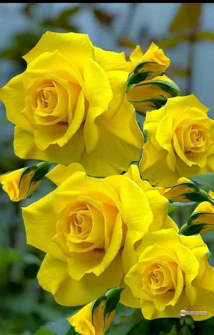 3300+ Beautiful Rose Flowers Image | Rose Flower HD Pic Download | 1838 yellow rose plant -(2)