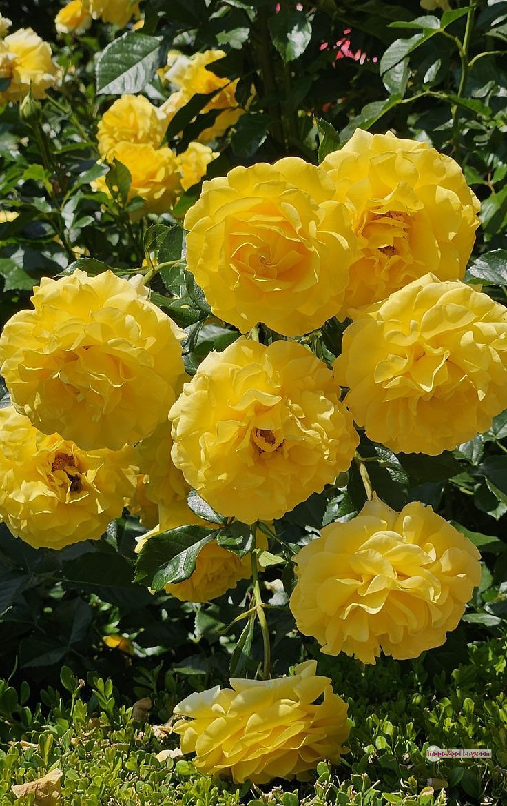 3300+ Beautiful Rose Flowers Image | Rose Flower HD Pic Download | 1941 yellow rose plant -(4)