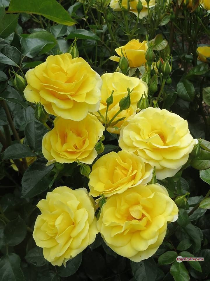 3300+ Beautiful Rose Flowers Image | Rose Flower HD Pic Download | 1959 yellow rose plant -(7)