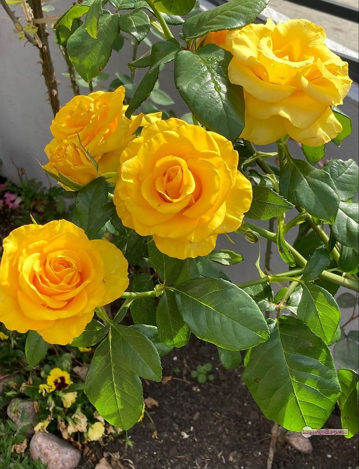 3300+ Beautiful Rose Flowers Image | Rose Flower HD Pic Download | 1997 yellow rose plant -(8)