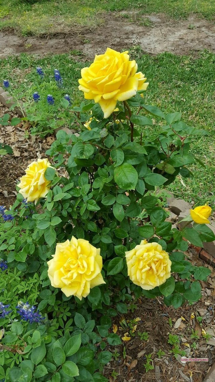 3300+ Beautiful Rose Flowers Image | Rose Flower HD Pic Download | 1880 yellow rose plant -(9)