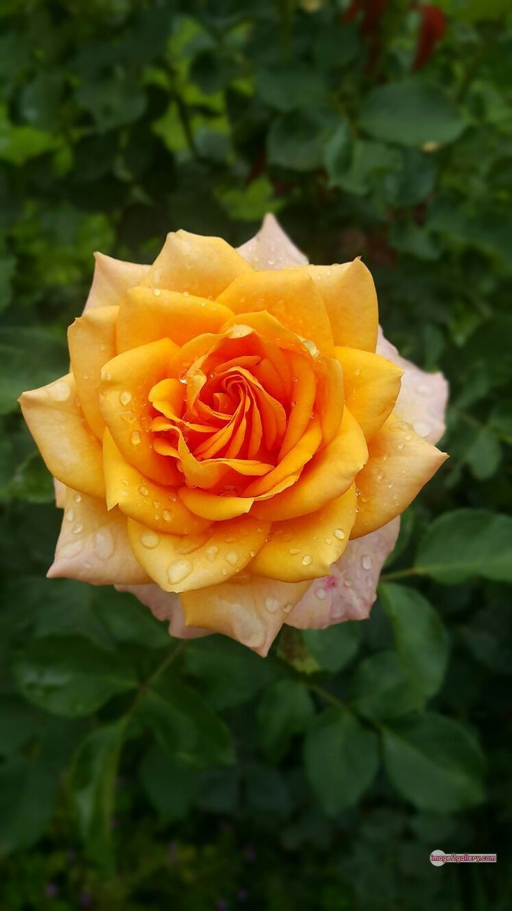 3300+ Beautiful Rose Flowers Image | Rose Flower HD Pic Download | 2422 yellow rose represents -