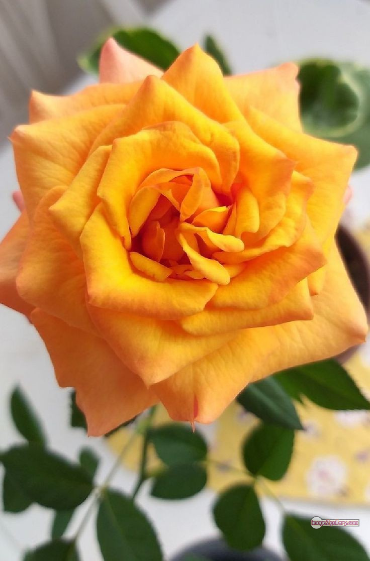 3300+ Beautiful Rose Flowers Image | Rose Flower HD Pic Download | 2420 yellow rose represents -(1)
