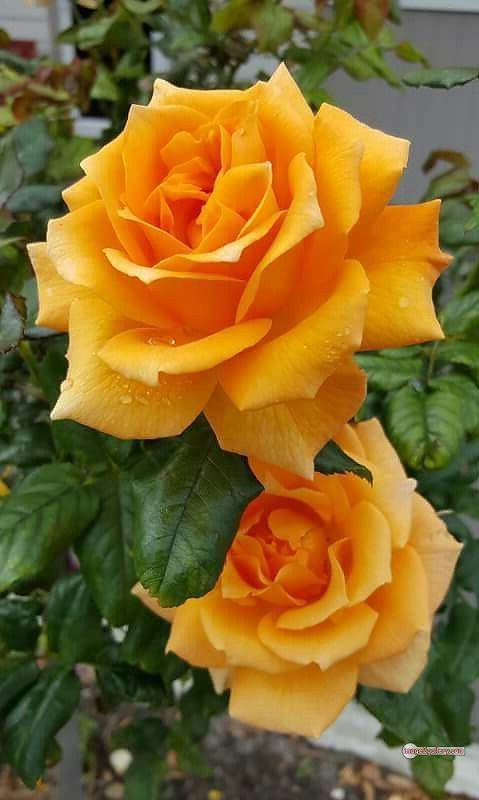 3300+ Beautiful Rose Flowers Image | Rose Flower HD Pic Download | 2634 yellow rose represents -(11)