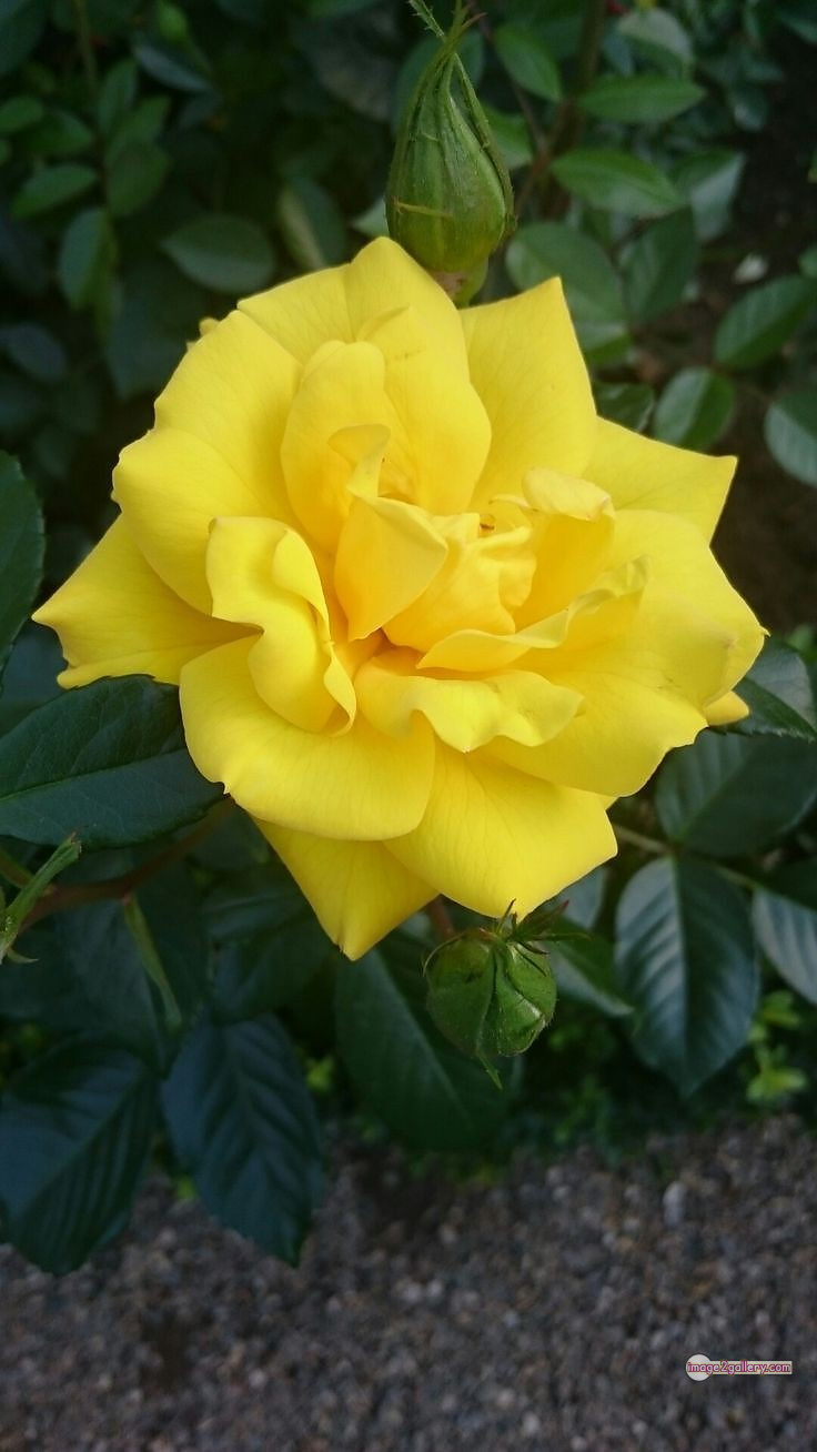 3300+ Beautiful Rose Flowers Image | Rose Flower HD Pic Download | 2760 yellow rose represents -(12)