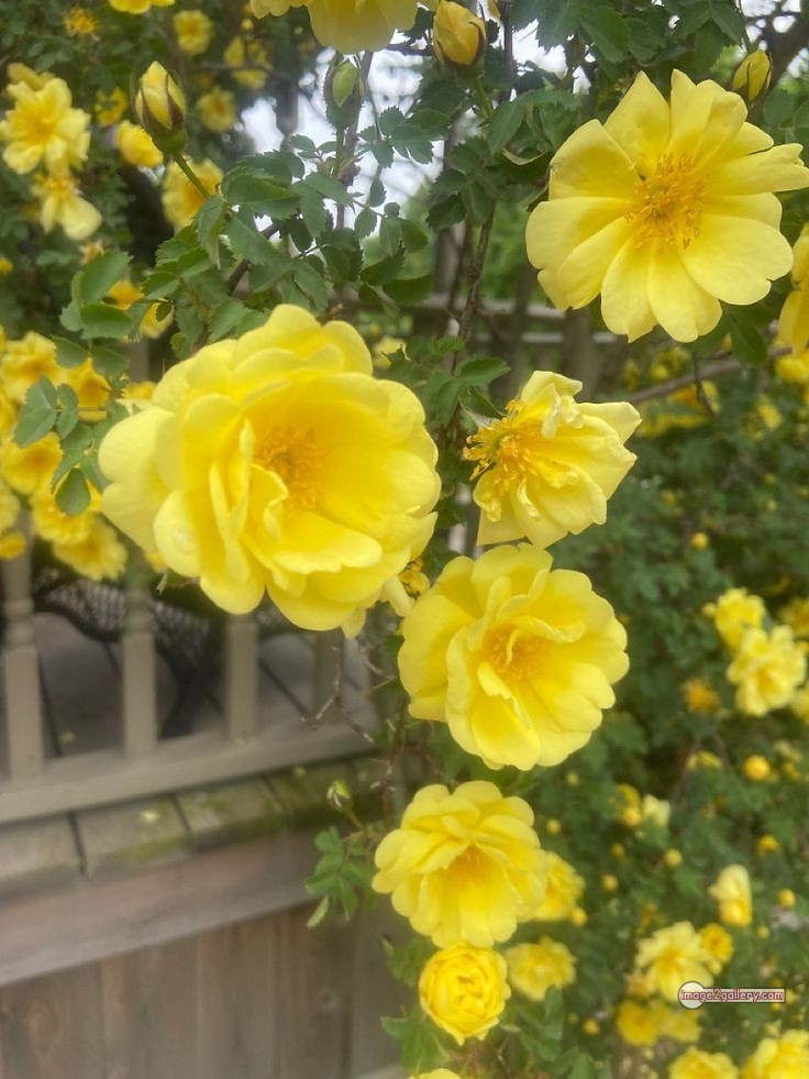 3300+ Beautiful Rose Flowers Image | Rose Flower HD Pic Download | 1165 yellow rose represents -(13)