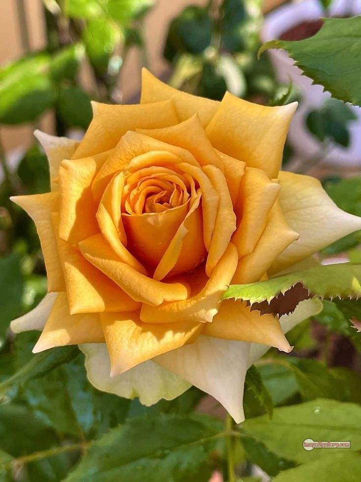 3300+ Beautiful Rose Flowers Image | Rose Flower HD Pic Download | 2635 yellow rose represents -(14)
