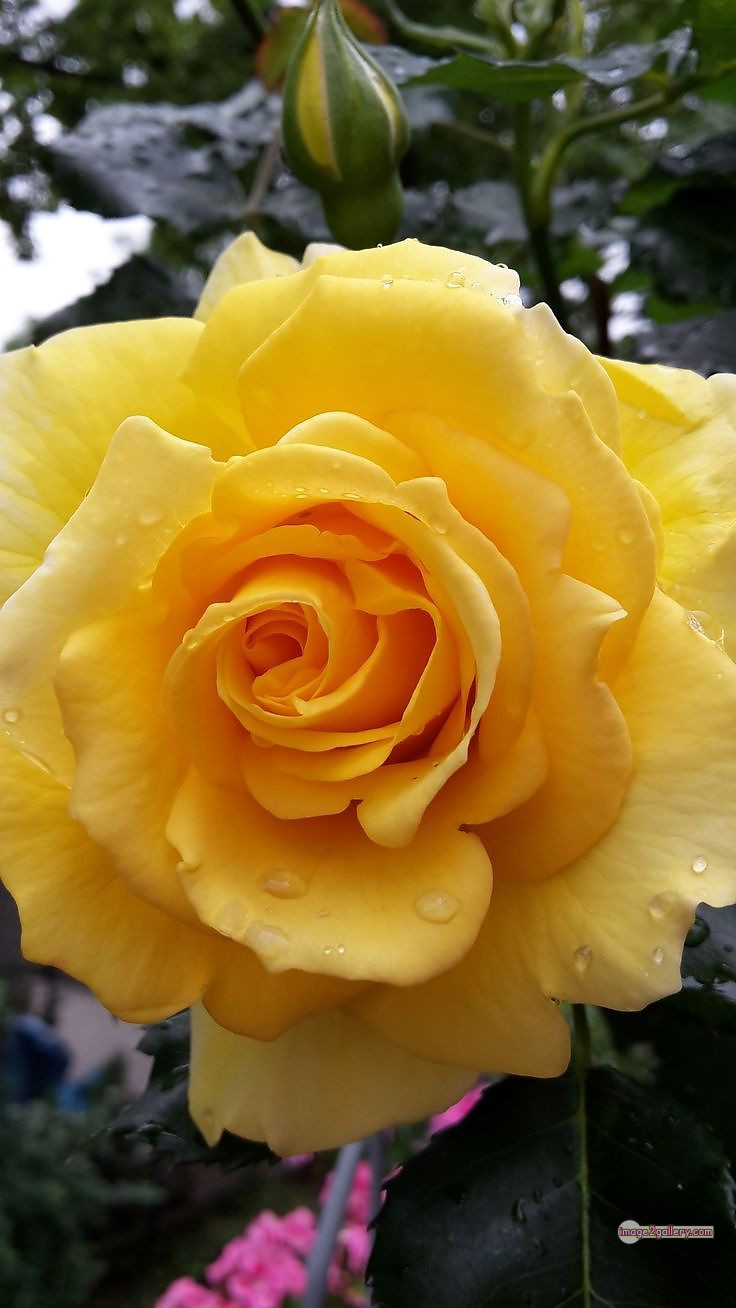 3300+ Beautiful Rose Flowers Image | Rose Flower HD Pic Download | 2516 yellow rose represents -(17)