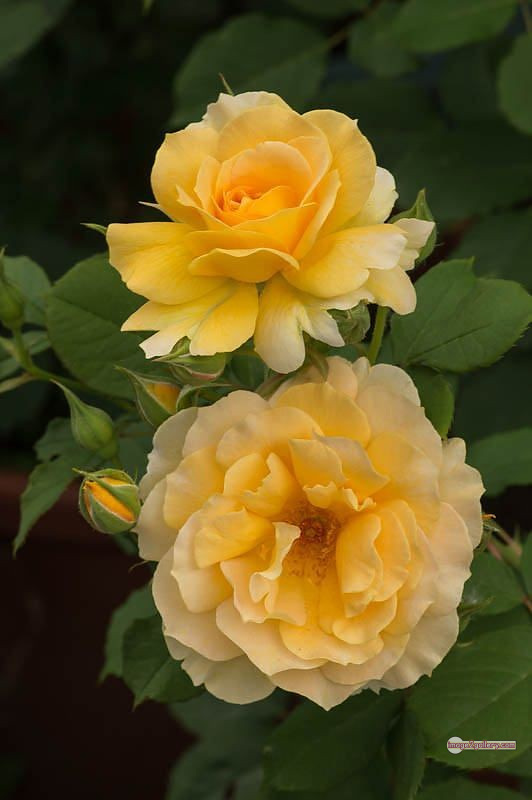 3300+ Beautiful Rose Flowers Image | Rose Flower HD Pic Download | 2675 yellow rose represents -(18)