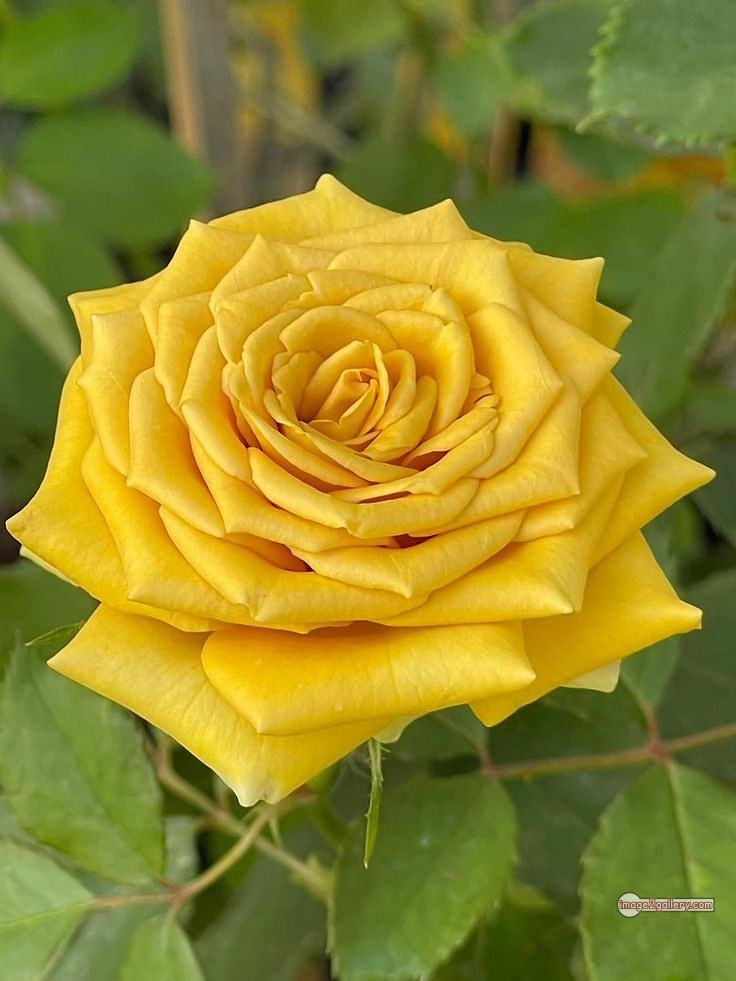 3300+ Beautiful Rose Flowers Image | Rose Flower HD Pic Download | 1093 yellow rose represents -(2)