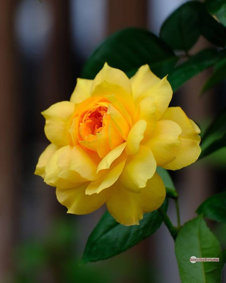 3300+ Beautiful Rose Flowers Image | Rose Flower HD Pic Download | 1094 yellow rose represents -(21)