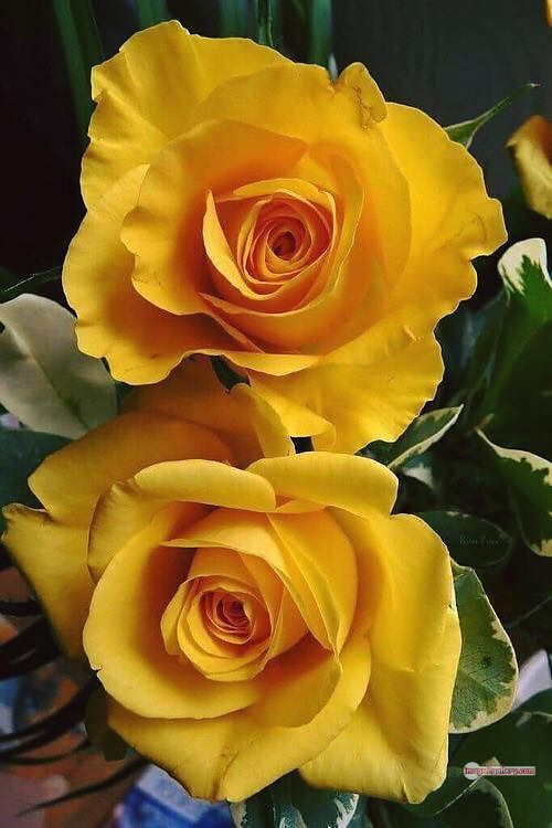 3300+ Beautiful Rose Flowers Image | Rose Flower HD Pic Download | 2555 yellow rose represents -(22)