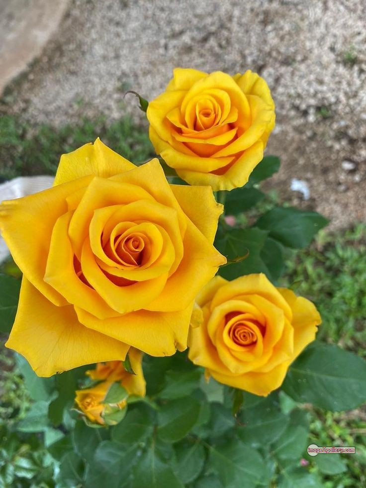 3300+ Beautiful Rose Flowers Image | Rose Flower HD Pic Download | 2312 yellow rose represents -(3)