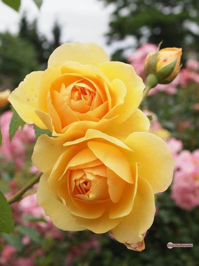 3300+ Beautiful Rose Flowers Image | Rose Flower HD Pic Download | 2311 yellow rose represents -(5)