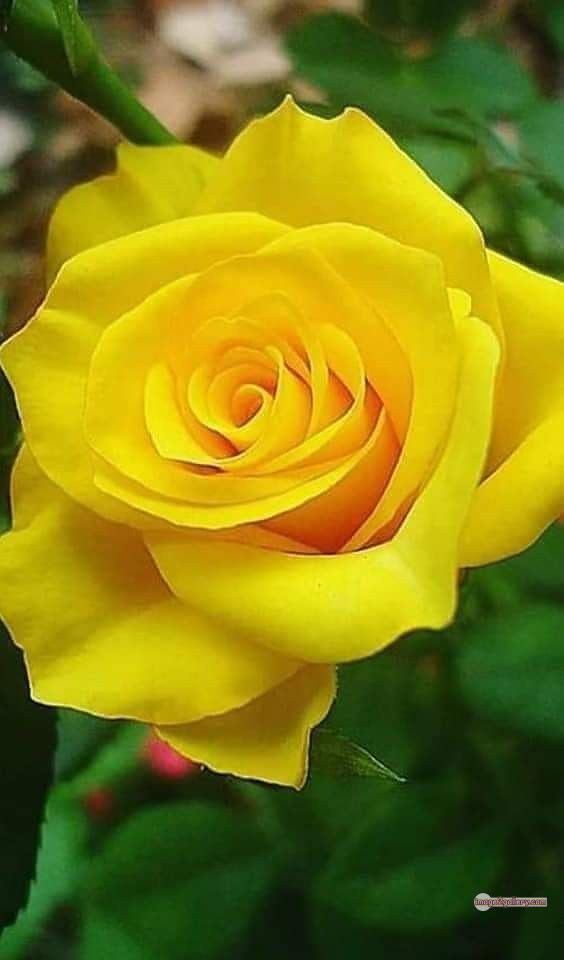 3300+ Beautiful Rose Flowers Image | Rose Flower HD Pic Download | 2309 yellow rose represents -(6)