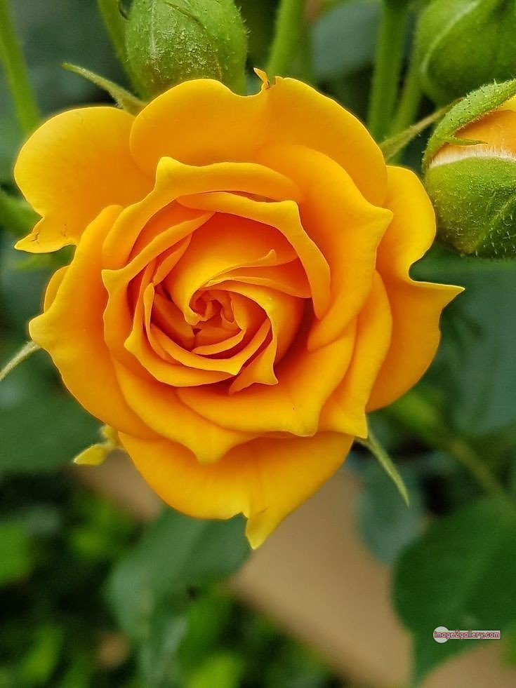 3300+ Beautiful Rose Flowers Image | Rose Flower HD Pic Download | 2310 yellow rose represents -(7)