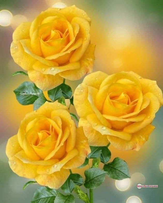3300+ Beautiful Rose Flowers Image | Rose Flower HD Pic Download | 2421 yellow rose represents -(8)