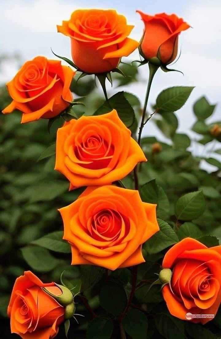 3300+ Beautiful Rose Flowers Image | Rose Flower HD Pic Download | 2342 yellow roses -
