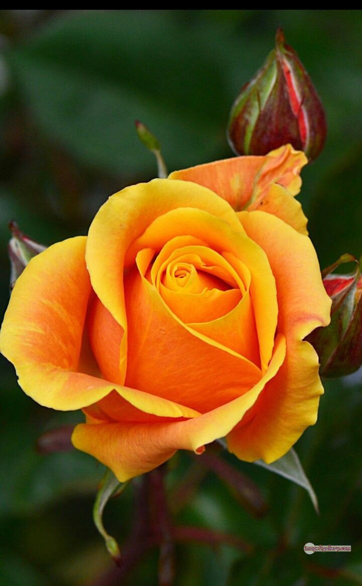 3300+ Beautiful Rose Flowers Image | Rose Flower HD Pic Download | 2463 yellow roses -(1)