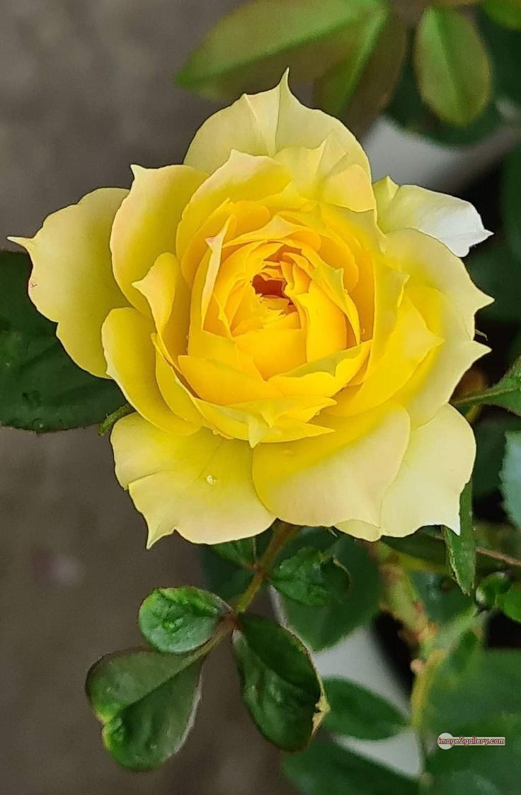 3300+ Beautiful Rose Flowers Image | Rose Flower HD Pic Download | 2462 yellow roses -(10)