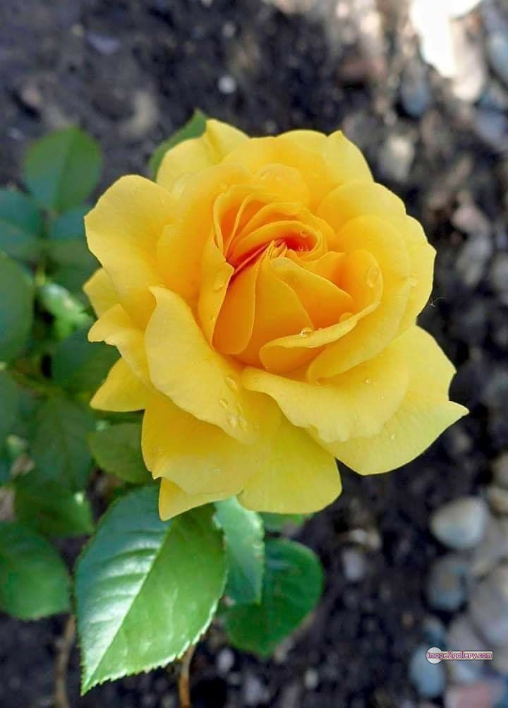 3300+ Beautiful Rose Flowers Image | Rose Flower HD Pic Download | 2465 yellow roses -(1)