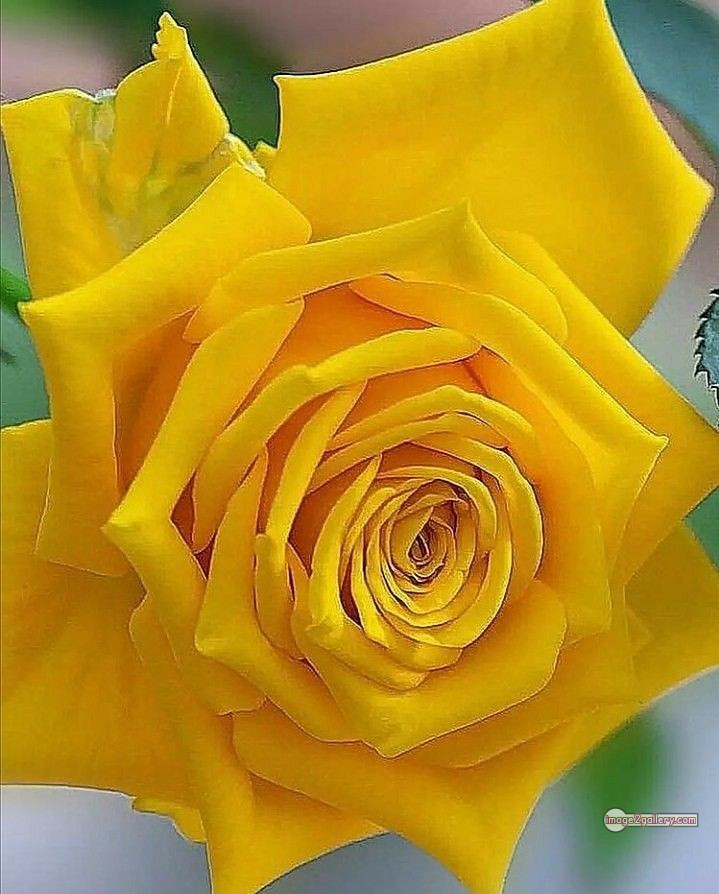 3300+ Beautiful Rose Flowers Image | Rose Flower HD Pic Download | 2386 yellow roses -(12)