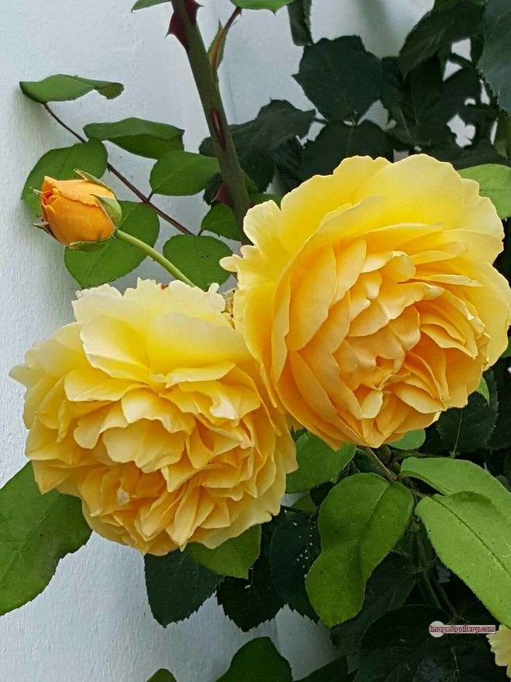 3300+ Beautiful Rose Flowers Image | Rose Flower HD Pic Download | 2382 yellow roses -(13)