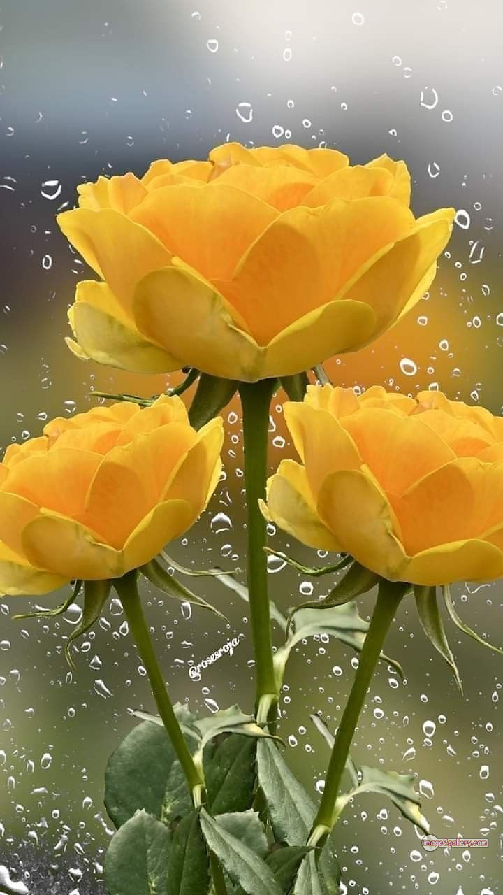 3300+ Beautiful Rose Flowers Image | Rose Flower HD Pic Download | 2339 yellow roses -(14)