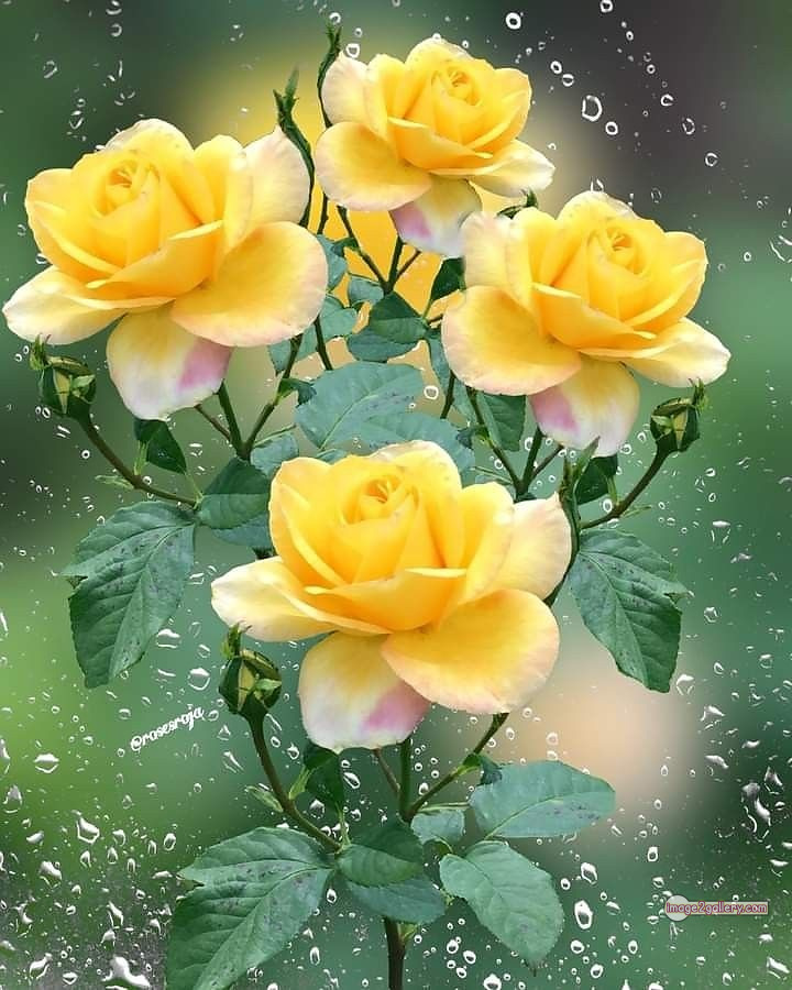 3300+ Beautiful Rose Flowers Image | Rose Flower HD Pic Download | 2275 yellow roses -(15)