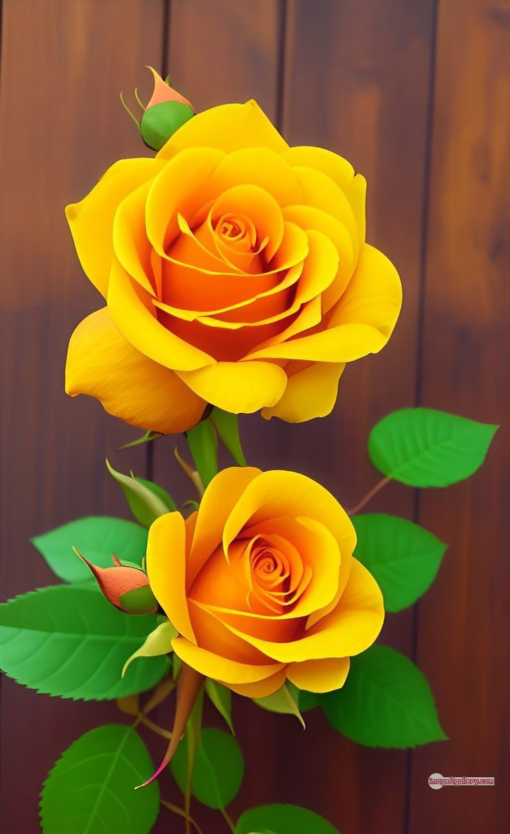 3300+ Beautiful Rose Flowers Image | Rose Flower HD Pic Download | 1092 yellow roses -(16)