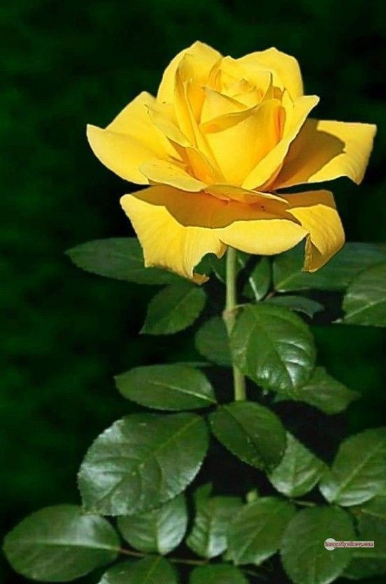 3300+ Beautiful Rose Flowers Image | Rose Flower HD Pic Download | 2384 yellow roses -(17)