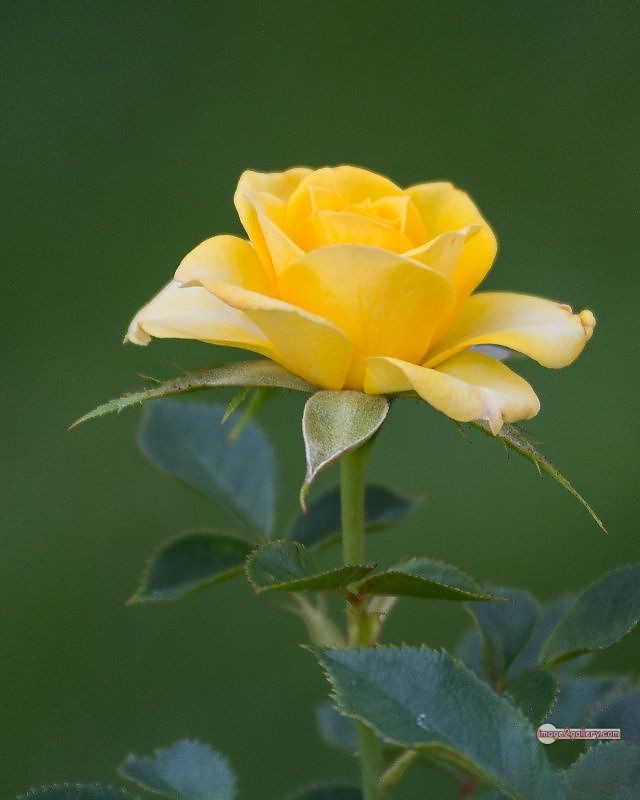3300+ Beautiful Rose Flowers Image | Rose Flower HD Pic Download | 2338 yellow roses -(18)