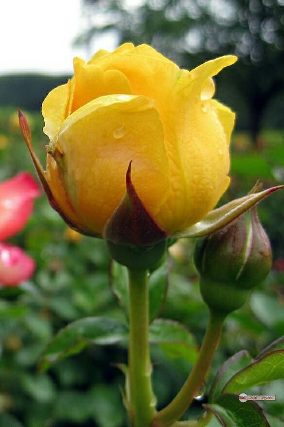 3300+ Beautiful Rose Flowers Image | Rose Flower HD Pic Download | 2341 yellow roses -(19)
