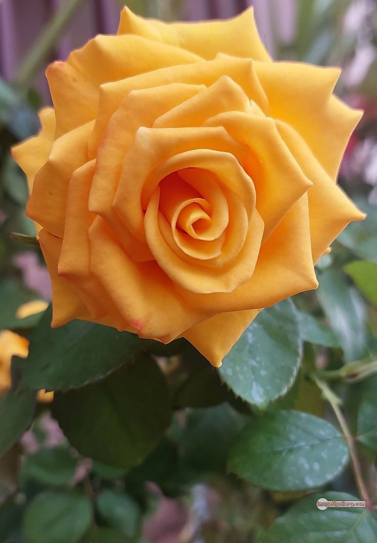 3300+ Beautiful Rose Flowers Image | Rose Flower HD Pic Download | 2343 yellow roses -(2)