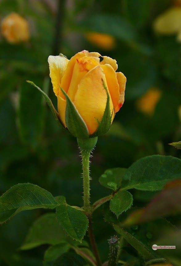 3300+ Beautiful Rose Flowers Image | Rose Flower HD Pic Download | 2340 yellow roses -(20)
