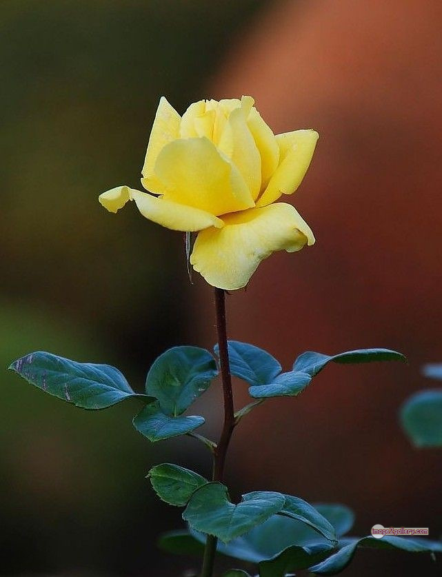 3300+ Beautiful Rose Flowers Image | Rose Flower HD Pic Download | 2337 yellow roses -(21)