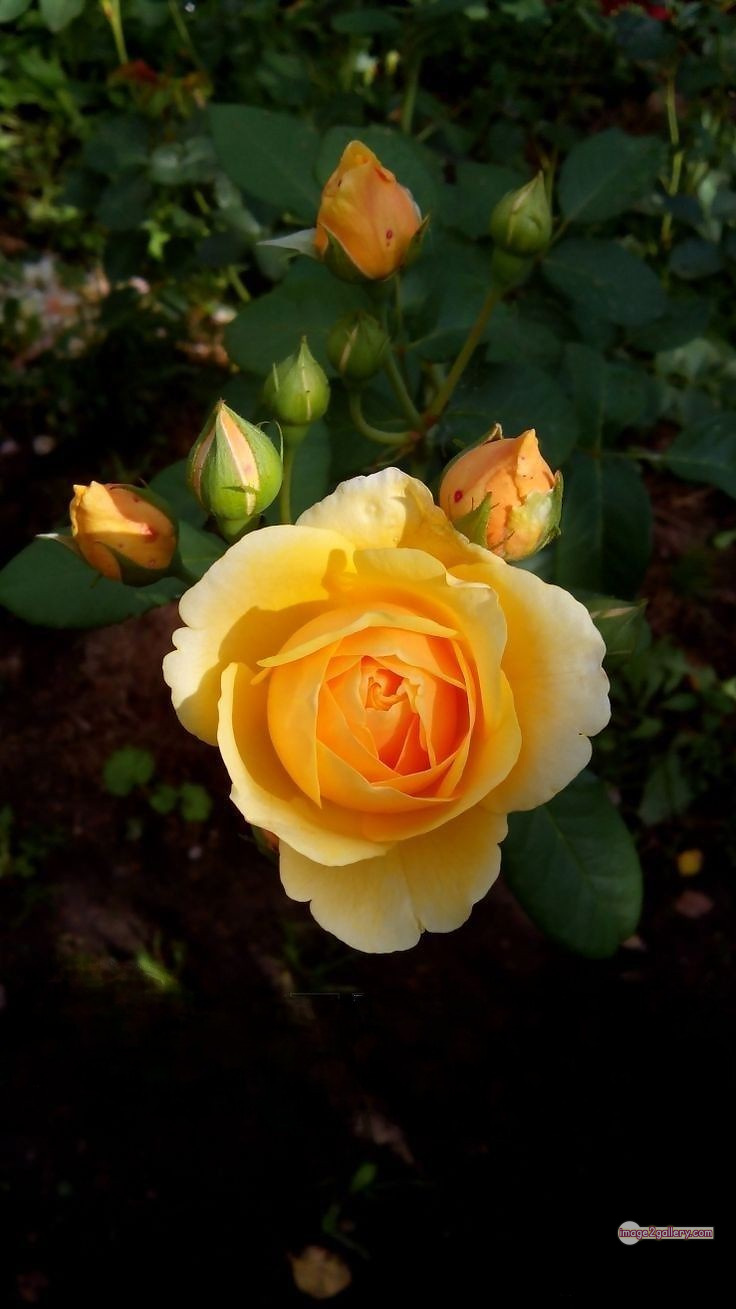 3300+ Beautiful Rose Flowers Image | Rose Flower HD Pic Download | 2336 yellow roses -(22)
