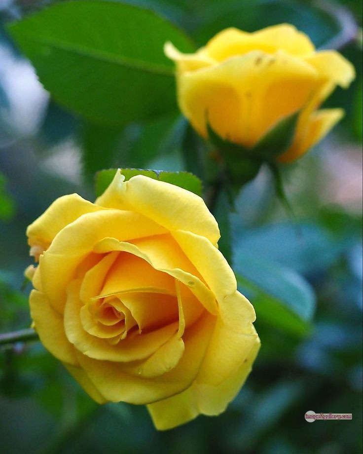 3300+ Beautiful Rose Flowers Image | Rose Flower HD Pic Download | 2383 yellow roses -(23)
