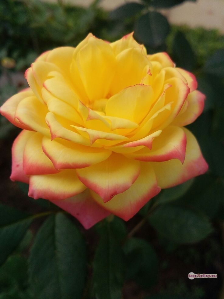 3300+ Beautiful Rose Flowers Image | Rose Flower HD Pic Download | 2464 yellow roses -(3)