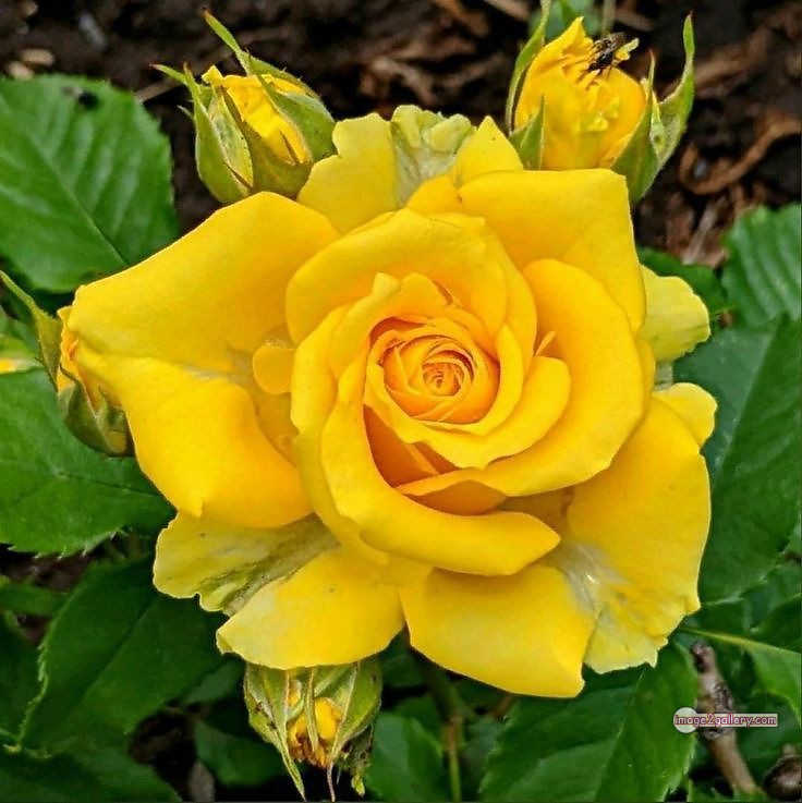 3300+ Beautiful Rose Flowers Image | Rose Flower HD Pic Download | 2446 yellow roses -(4)