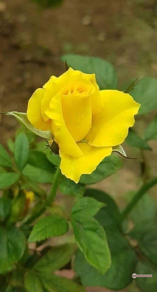 3300+ Beautiful Rose Flowers Image | Rose Flower HD Pic Download | 2387 yellow roses -(5)